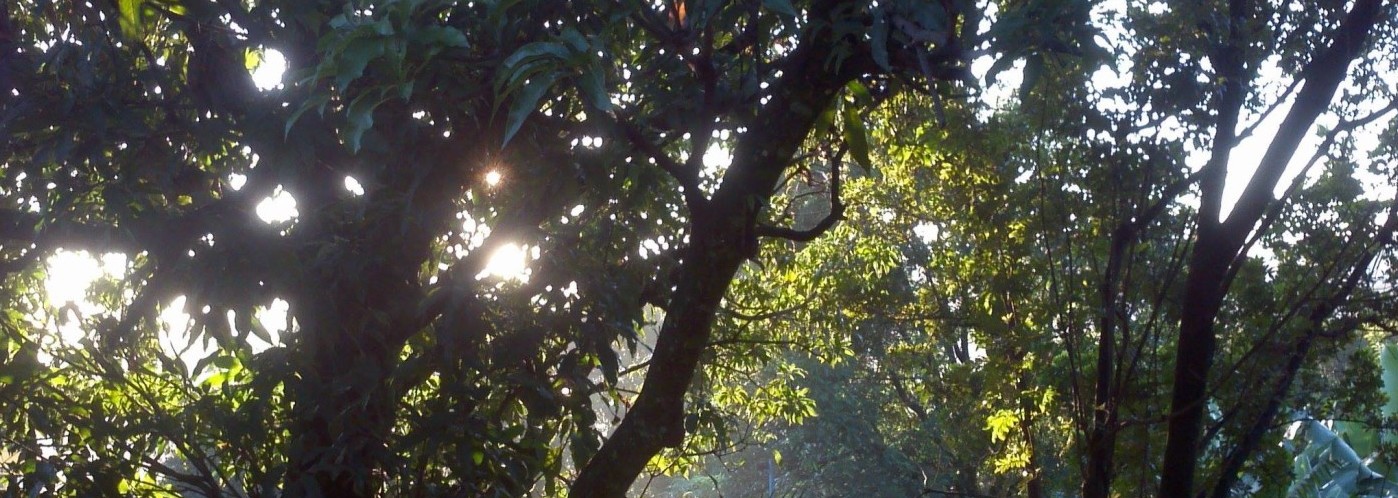 Plantas e Decoração